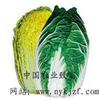 红心娃娃菜 高山绿娃娃菜